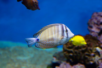 Desjardins sailfin tang. This fish is found in the Red sea. It feeds on algae, plankton. In case of...
