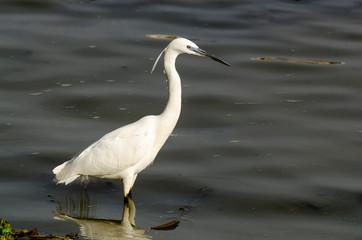 Grande Aigrette,. Ardea alba, Great Egret