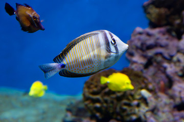 Desjardins sailfin tang. This fish is found in the Red sea. It feeds on algae, plankton. In case of...