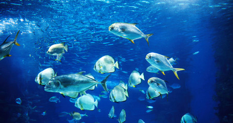 Obraz na płótnie Canvas Picture of group of fish swimming underwater