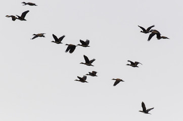 Dendrocygne veuf,.Dendrocygna viduata, White faced Whistling Duck