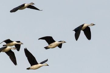 Dendrocygne veuf,.Dendrocygna viduata, White faced Whistling Duck