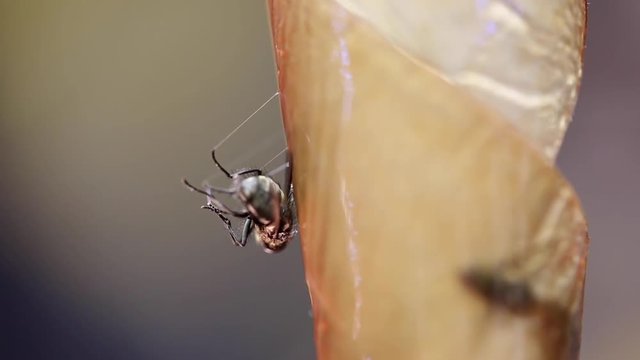 Buzzing Fly Falling