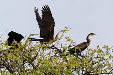Anhinga d'Afrique,.Anhinga rufa, African Darter