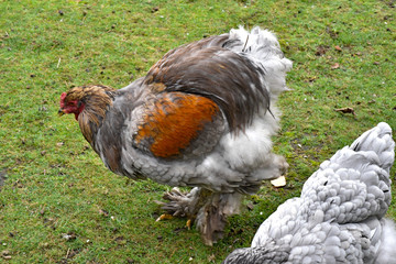 Naklejka na ściany i meble chickens on grass in public park during autumn season.