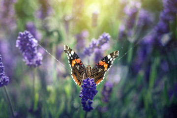 butterfly on lavender