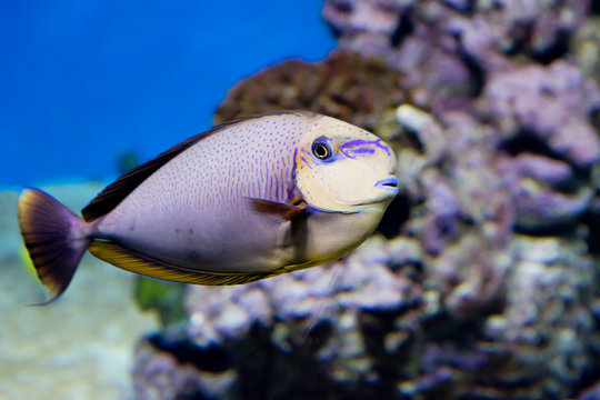 Big nose unicorn fish. In natural conditions, this fish lives in the Indo-Pacific region.