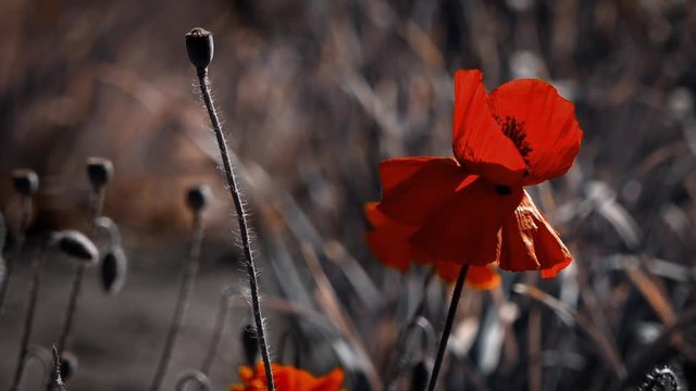 Transparent red in the poppy petals.A light wind blows the poppy bud.The flower is odorless.Reflection of light in the poppy petals.