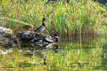 ducks in pond