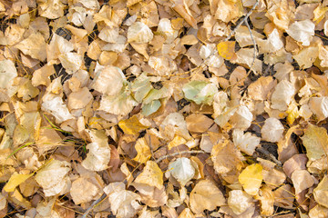 Nature autumn leaves
