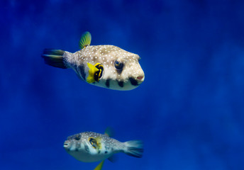 Starry Blowfish (puffer fish). It has a white or grayish color. The whole body is strewn with...