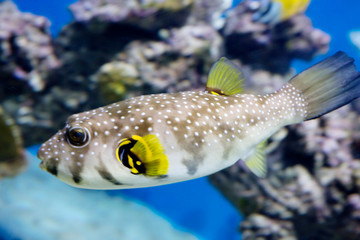 Starry Blowfish (puffer fish). It has a white or grayish color. The whole body is strewn with...