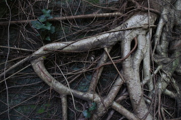 Close up roots of a tree