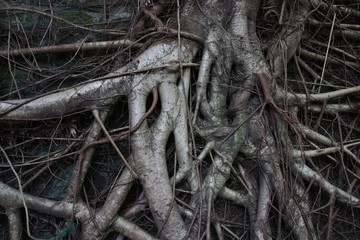 Close up texture of Tree Roots for Background