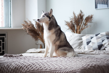 Husky dog at home in the bed of the owner.