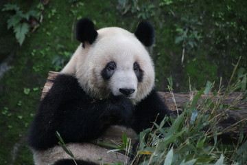 Panda is Eating Bamboo Leaves, China