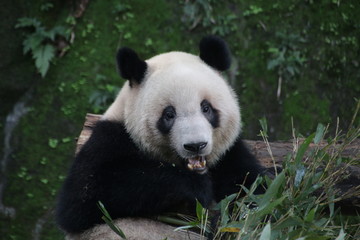 Obraz na płótnie Canvas Close up Giant Panda Eating Bamboo, Chongqing, China