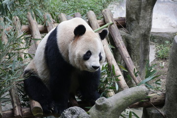 Fototapeta premium Panda eating Bamboo Leaves, Chongqing, China