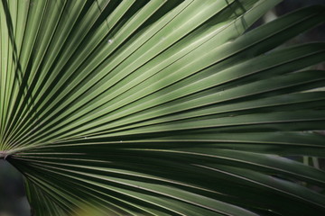 the Composition of shade and shadow on Green  Palm Leaf
