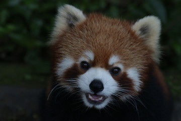 Funny Red Panda is Looking for Food