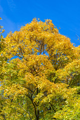 Fototapeta premium Tree with yellow leaves against blue sky. The brightest time of autumn is golden autumn. Trees, before plunging into a long sleep, throw gold clothes from rapidly yellowing leaves.