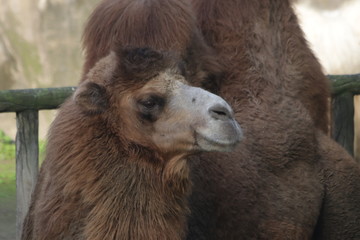 Close up Beautiful Brown Camel
