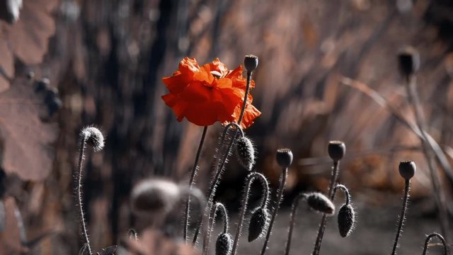 Transparent red in the poppy petals.A light wind blows the poppy bud.The flower is odorless.Reflection of light in the poppy petals.