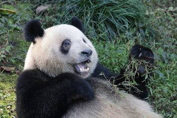Obraz premium Cute Giant Panda in China