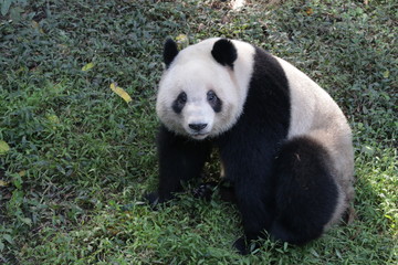 Fototapeta na wymiar Cute Giant Panda in China
