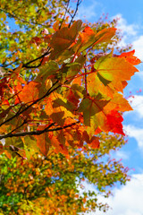 Tree with fall foliage colors in the Laurentian