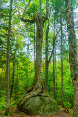 Fototapeta na wymiar Trees and rocks, in Mont Tremblant National Park