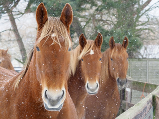 Horses in the Snow