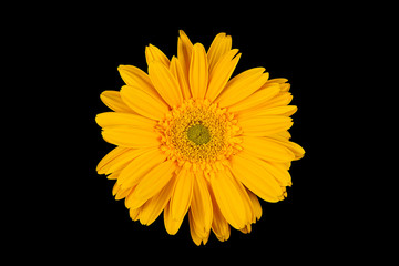 Yellow gerbera flower on black background