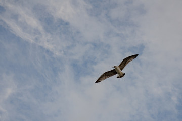 seagull