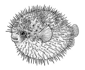 Blowfish, puffer fish or porcupine fish illustration, drawing, engraving, ink, line art, vector