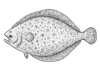 Fototapeta premium Flounder, flatfish illustration, drawing, engraving, ink, line art, vector
