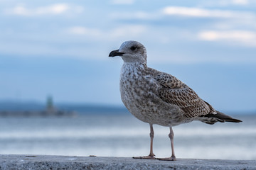 seagull