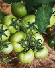 tomatoes grow in the garden.