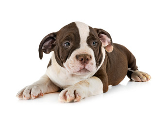 puppy american bully