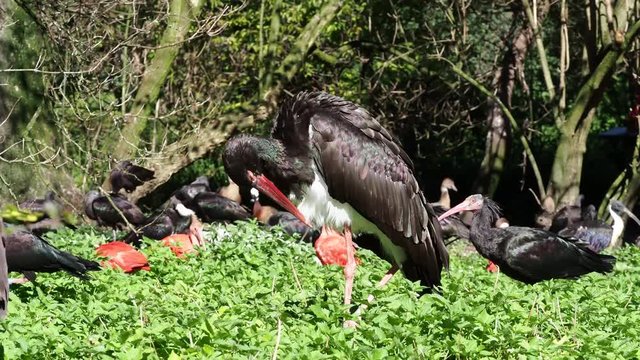 Schwarzstorch &ndash; Ciconia nigra 