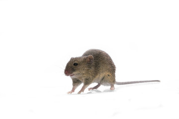 mouse isolated white background 