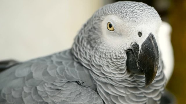 Red-tailed monogamous African Congo Grey Parrot, Psittacus erithacus. Companion Jaco is popular avian pet native to equatorial region. Exotic bird in tropical forest.