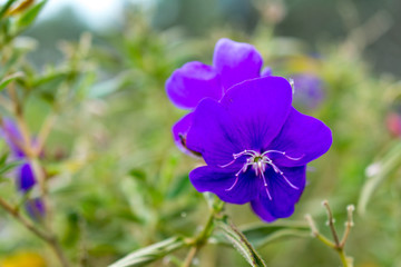 purple flower