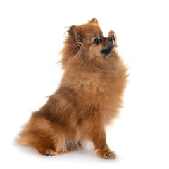 Obraz premium puppy pomeranian in studio