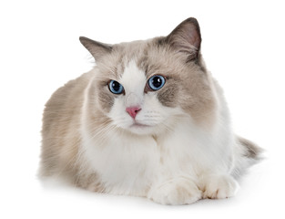 ragdoll cat in studio