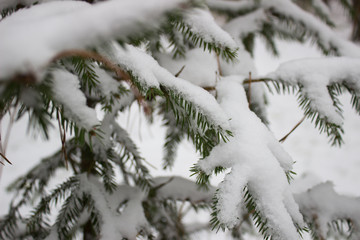 beautiful snowy forest in winter