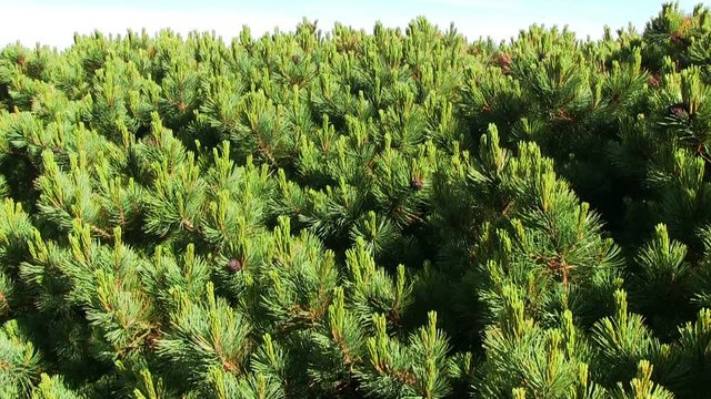 Branches of Siberian Pine (local named Cedar)  with green needles and ripe cones