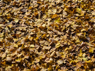 Ginkgo leaves in autumn