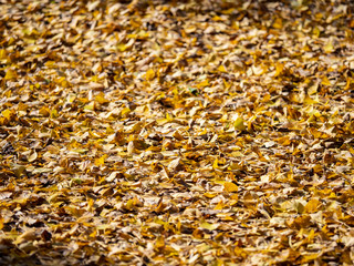 Ginkgo leaves in autumn