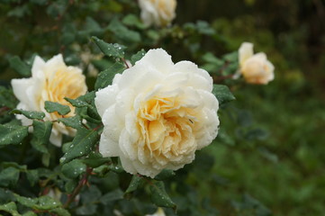 Rose after rain